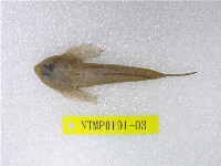 藏品(扁(魚銜))的圖片